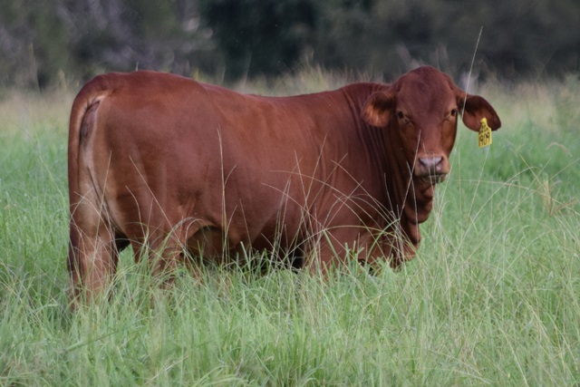 Stanford heifer